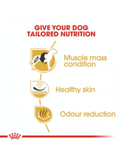 BHN FRENCH BULLDOG 3K_web4